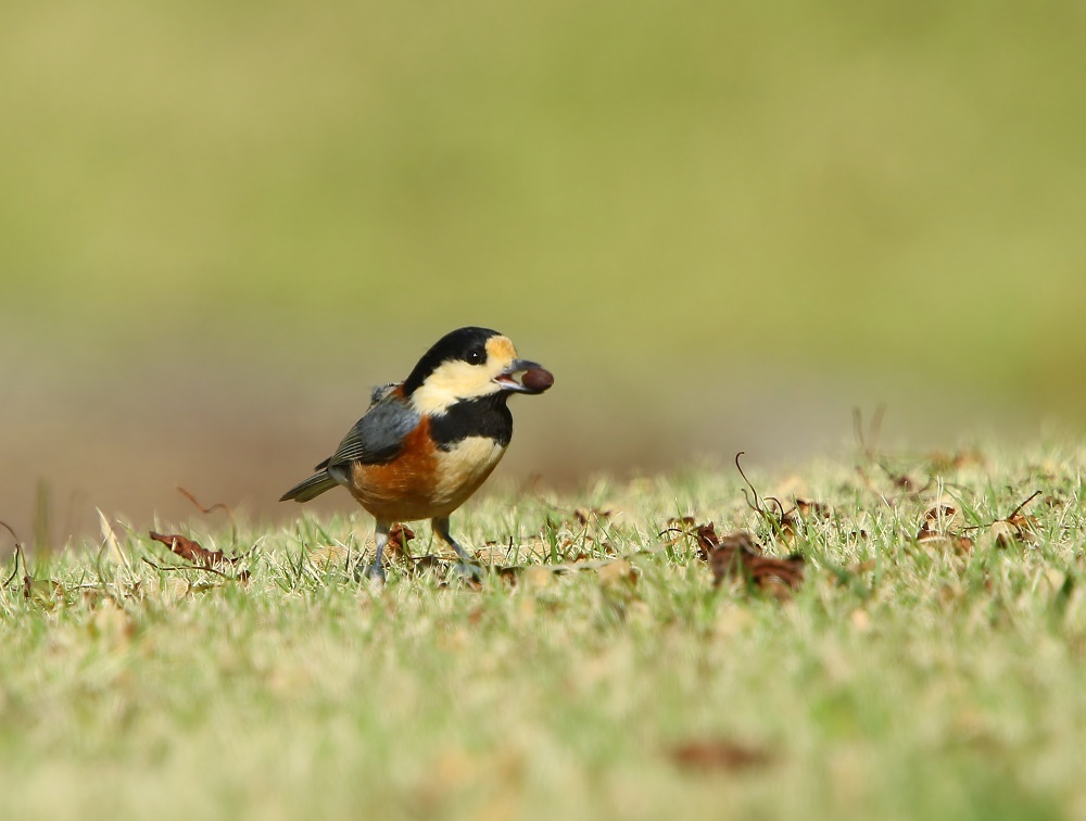 可愛いね、、ヤマガラ、、_f0305401_17013848.jpg