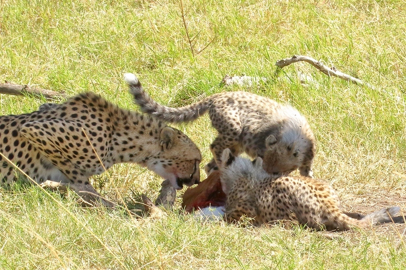 上狩り 動物 最高の動物画像