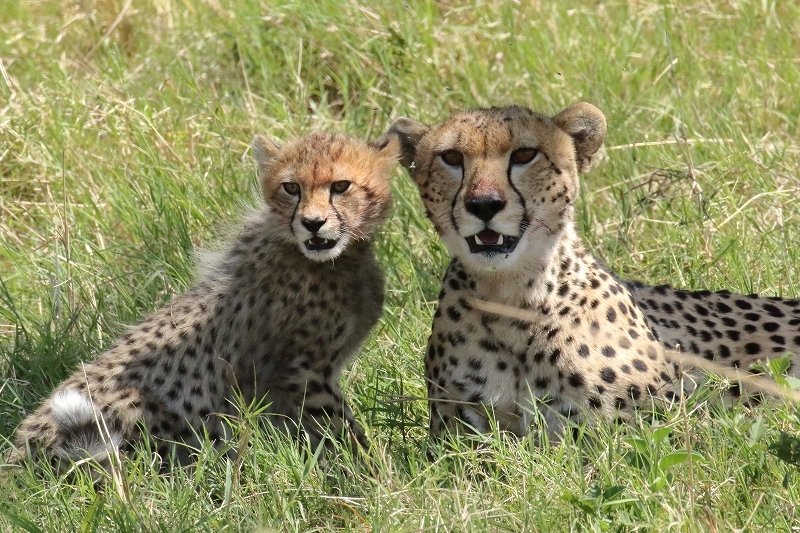 サバンナの動物たち その５ ママの狩りが成功して お食事にありついたチーターの赤ちゃんたち 旅プラスの日記