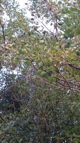 e0351303_20221629.jpg