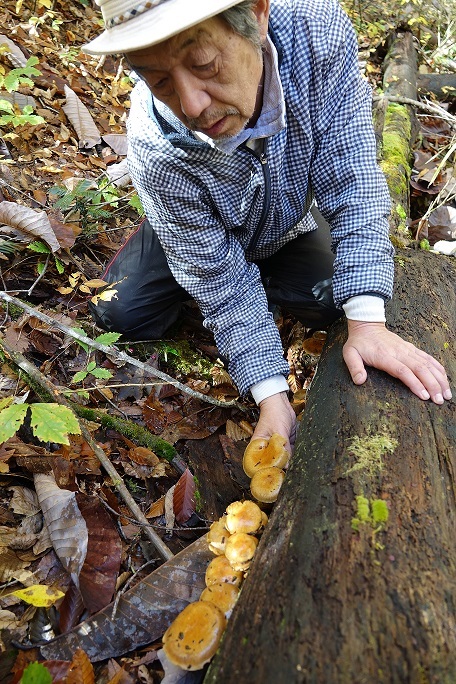 亮さんのブナ林きのこ_f0360815_15250678.jpg