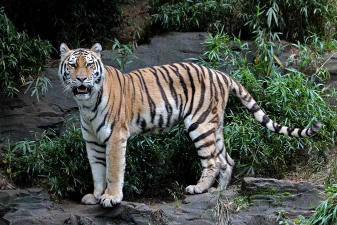 雨の多摩動物公園 アイ シズカ 続々 動物園ありマス 雨の多摩動物公園 アイ シズカ 続々 動物園ありマス