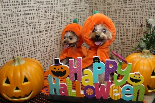 10月24日ご来店のわんちゃんです！！_b0130018_21031331.jpg