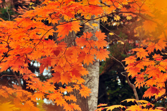 紅桜公園の紅葉（札幌市）_d0345928_20111101.jpg