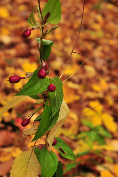 紅桜公園の紅葉（札幌市）_d0345928_20163029.jpg