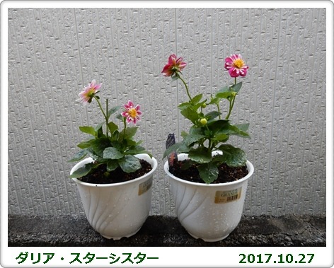 e0033229_17463046.jpg