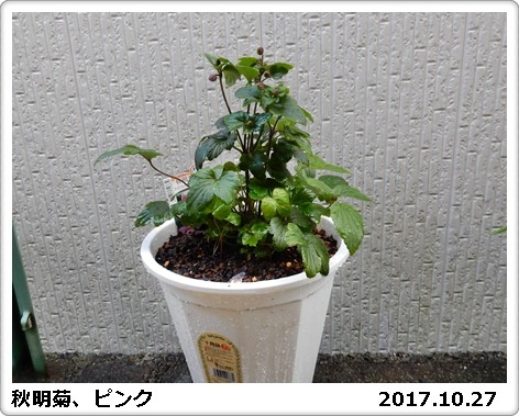 e0033229_17484626.jpg