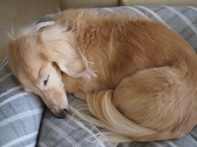 c0117831_16233710.jpg