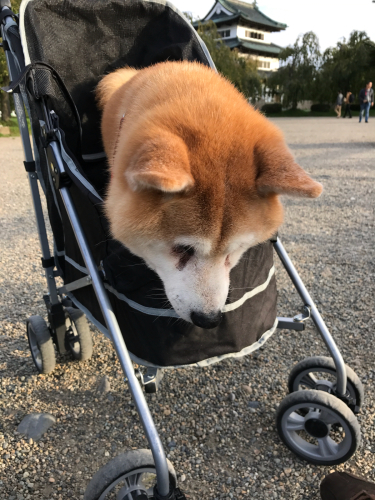 カミイの言い分 カミイの言い分