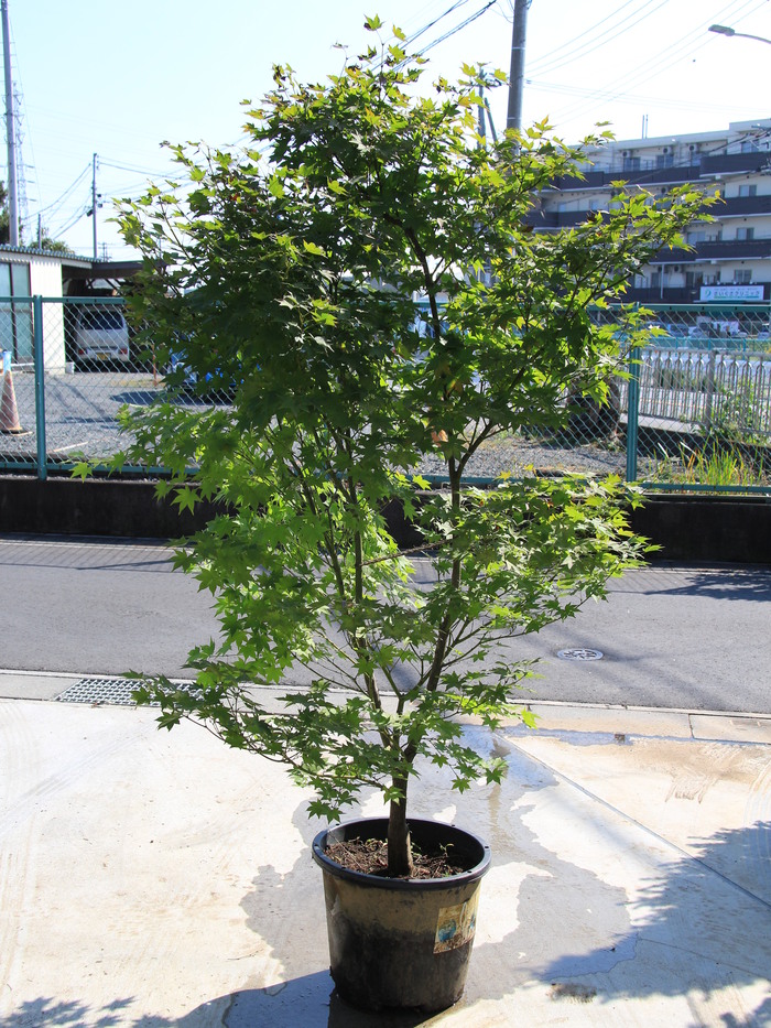 モミジ サツキベニ 五月紅 販売 画像 写真 価格 値段 庭木 安行 植木 シンボルツリー 田中園 Shop Tanakaen Jp Web Magazine モミジ サツキベニ 五月紅 販売 画像 写真 価格 値段 庭木 安行 植木 シンボルツリー 田中園 Shop Tanakaen Jp Web Magazine