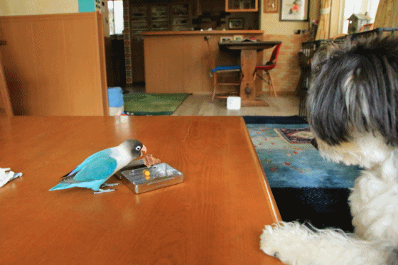 c0145250_10401524.gif