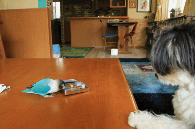 c0145250_10401809.gif