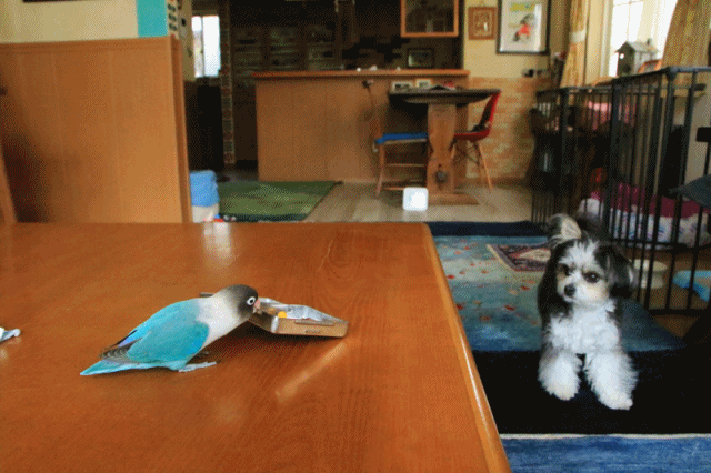 c0145250_10402690.gif
