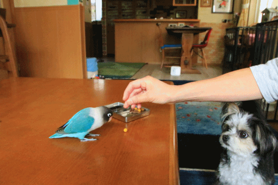 c0145250_10404004.gif