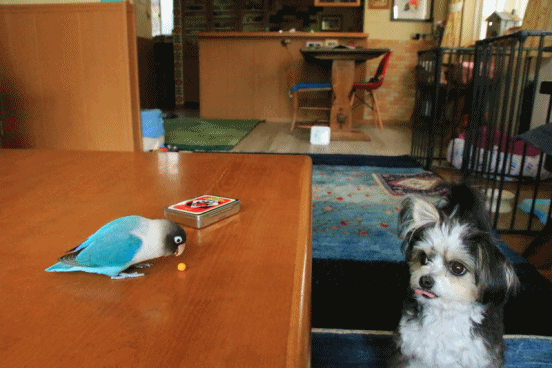 c0145250_10404603.gif