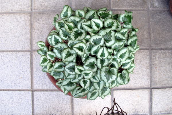 c0147952_23213920.jpg