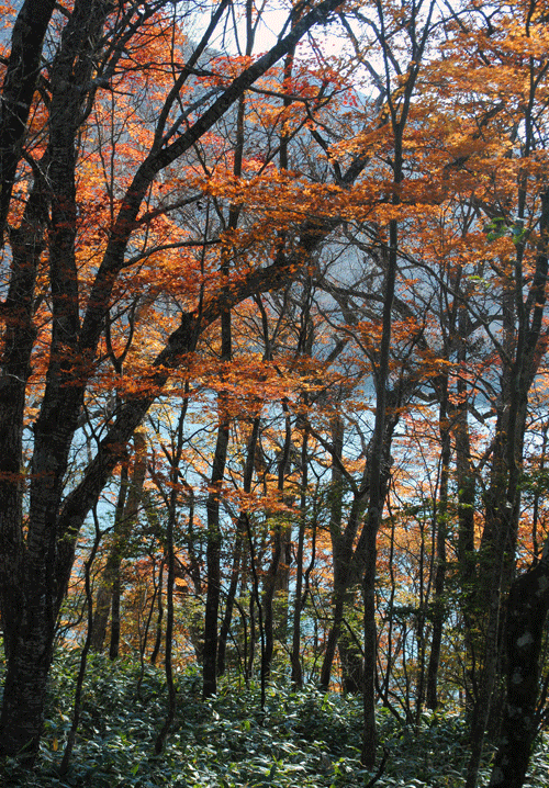 10月27日 赤城山 秋の終りの風景_a0001354_23490955.gif