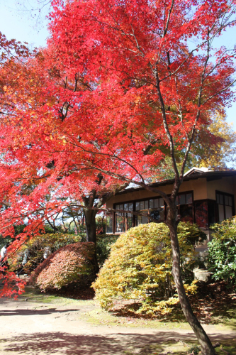 聴竹居 紅葉を愛でる会2024_b0157960_10345398.jpg