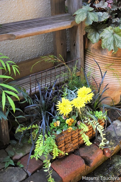 グリーンギャラリーガーデンズ教室 この植物をお買い2 グリーンギャラリーガーデンズ教室 この植物をお買い2