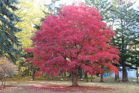 豊平公園の「菊花展」と「紅葉」。行ってきました。秋です。_f0362073_06413546.jpg