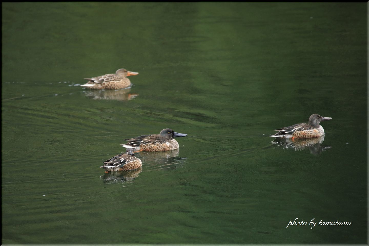 大阪城公園にて　水鳥＆キビタキ_e0351179_19195039.jpg