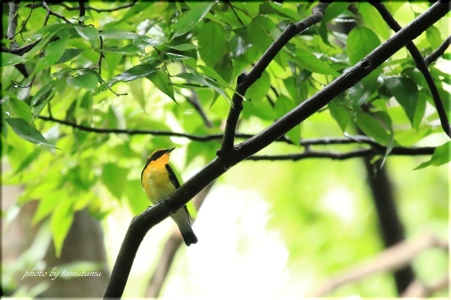 大阪城公園にて　水鳥＆キビタキ_e0351179_19202916.jpg