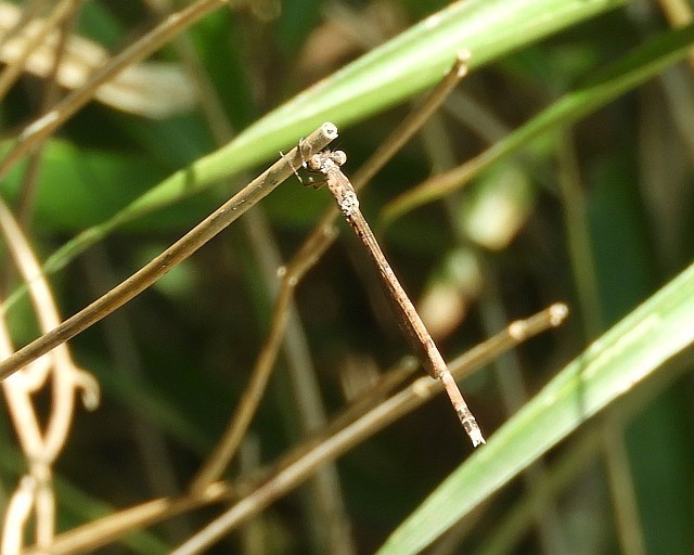 f0378979_19422884.jpg