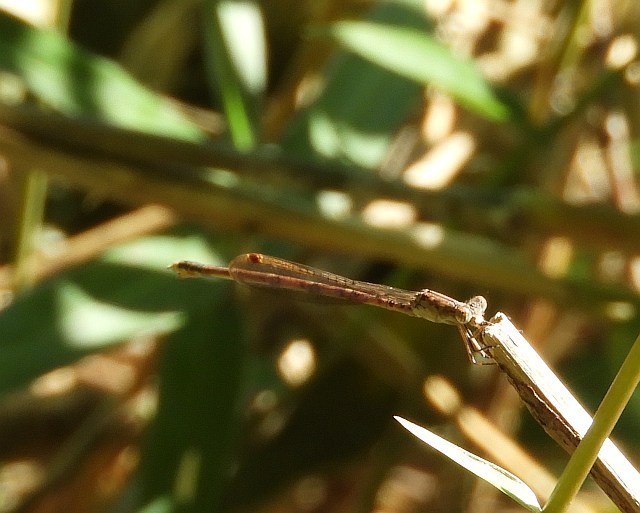 f0378979_19430249.jpg