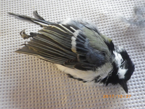 シジュウ カラ_e0290580_21313357.jpg
