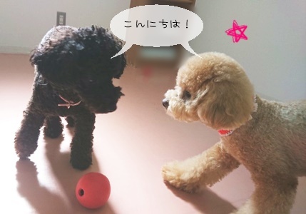 BOWWOW GIRL!_f0357682_15404229.jpg