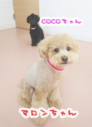 BOWWOW GIRL!_f0357682_15404461.jpg