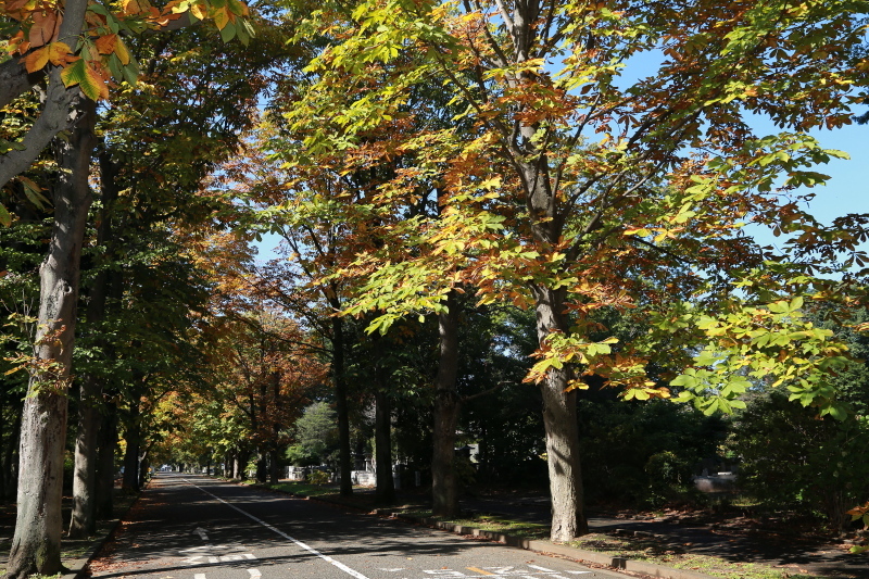 府中市　多磨霊園の紅葉_e0165983_17391126.jpg