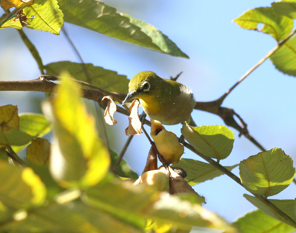メジロの食べ物 花と虫と茸と鳥と