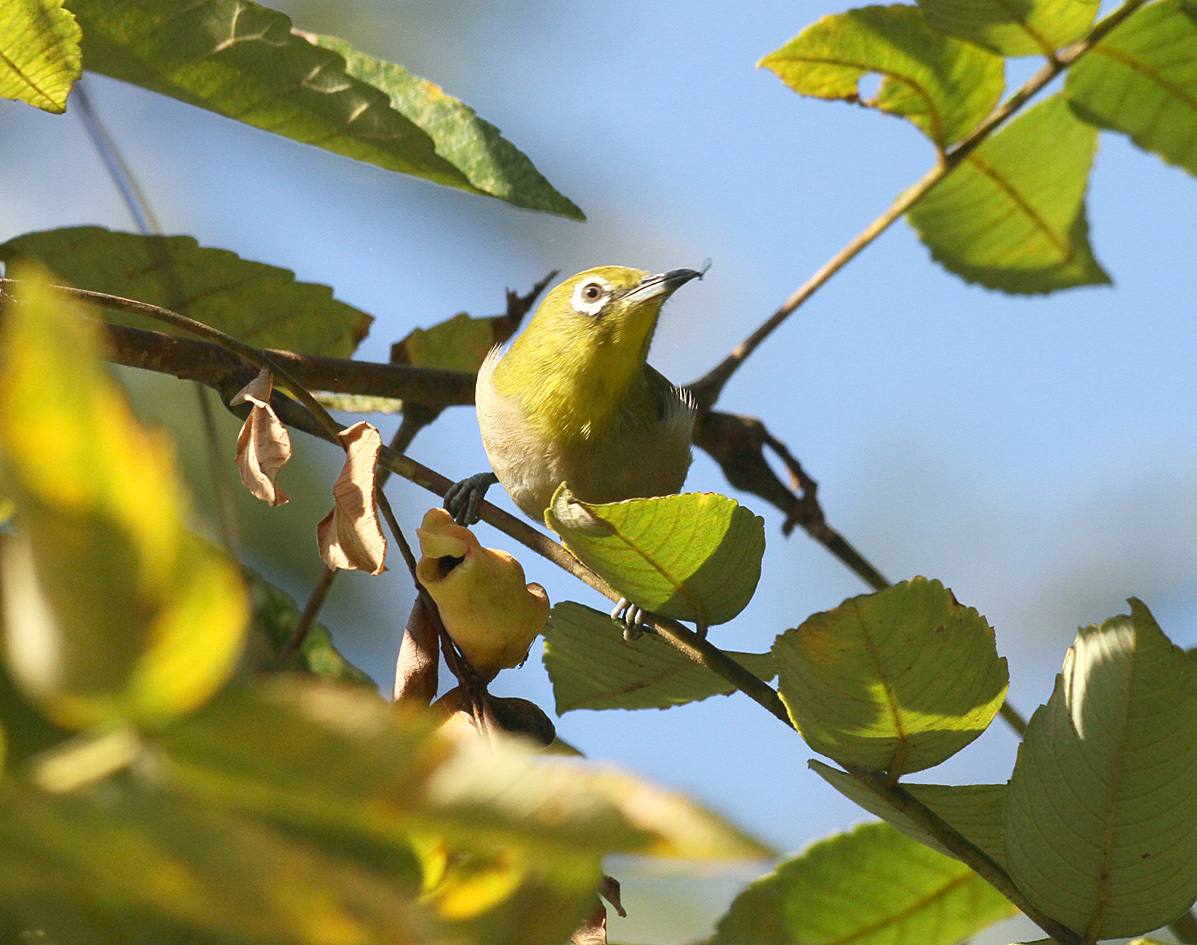 メジロの食べ物 花と虫と茸と鳥と