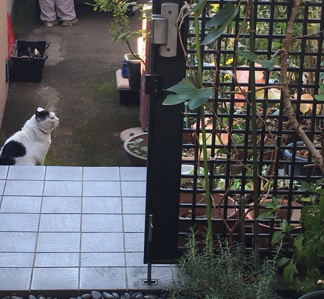 のら猫と大工さん(茶室〜炉の工事)_a0129492_10350641.jpeg