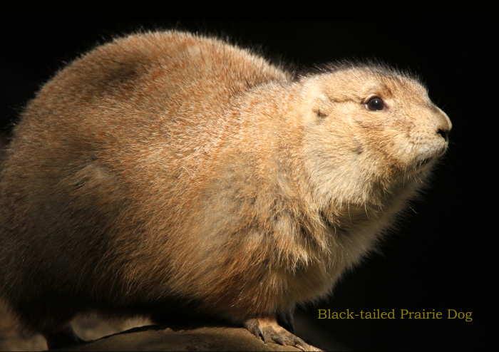 オグロプレーリードッグ：Black-tailed Prairie Dog_b0249597_06232314.jpg