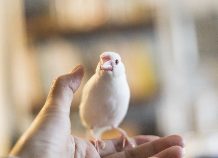 文鳥を何mmで撮るか問題。_d0161597_07072135.jpg