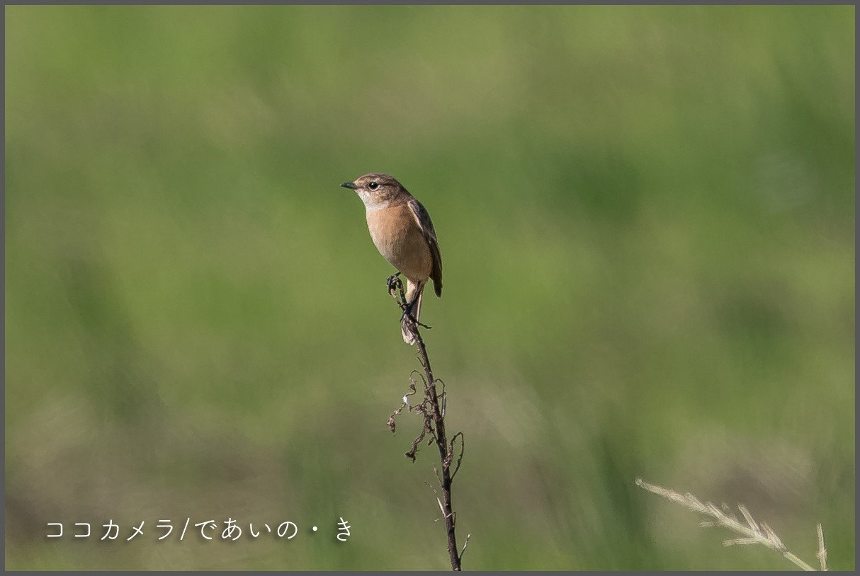 写真日記・再びの茅ヶ崎・2017.10.26-②_c0336400_23324209.jpg