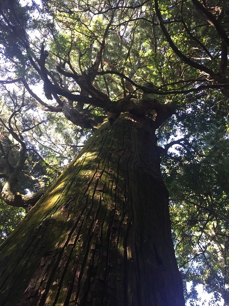 行者杉（朝倉郡東峰村）_f0364707_14364607.jpg