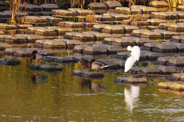 珍鳥の多分去った池で_b0151409_21323562.jpg