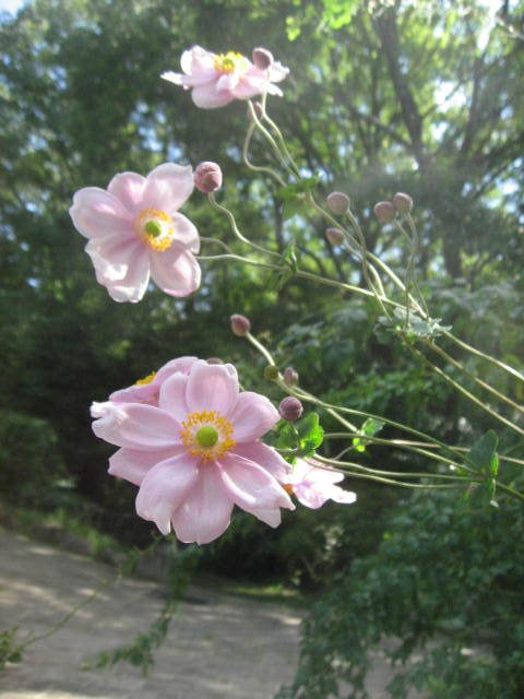 c0062511_21550773.jpg