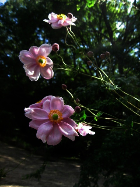 c0062511_21555618.jpg