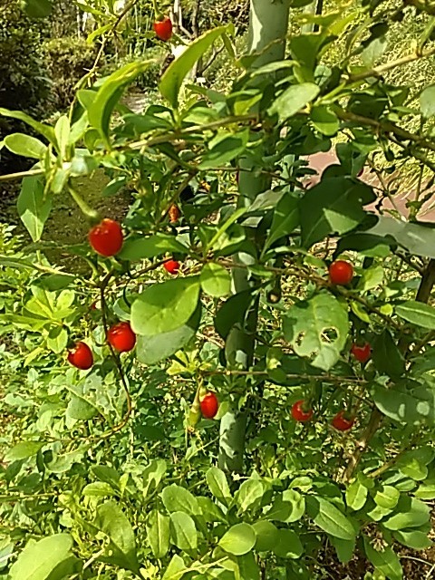 f0354923_00143824.jpg