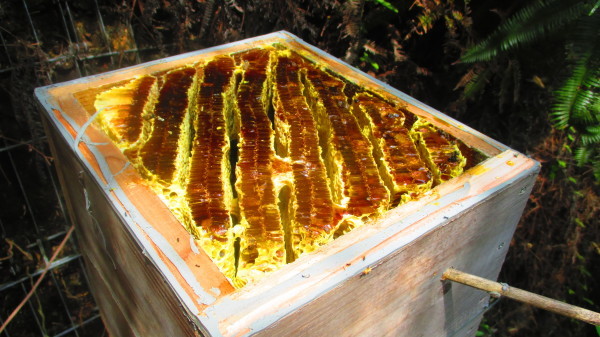 日本ミツバチ 重箱式待ち箱