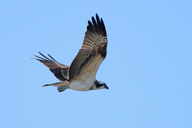 空を飛ぶ鳥 暮らしの中で