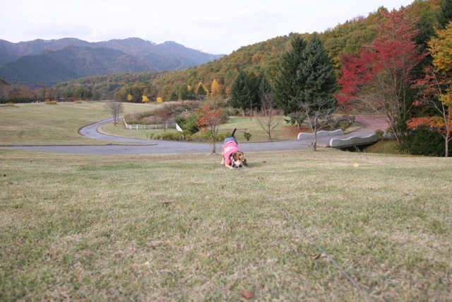 花公園のフリーなあんちゃん_b0031538_22350770.jpg