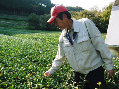 菊池水源茶　そろえて芽吹かせるための剪定作業　今年も有機栽培で育てます！_a0254656_18411946.jpg