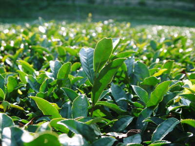 菊池水源茶　そろえて芽吹かせるための剪定作業　今年も有機栽培で育てます！_a0254656_18435990.jpg