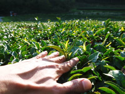 菊池水源茶　そろえて芽吹かせるための剪定作業　今年も有機栽培で育てます！_a0254656_18455083.jpg
