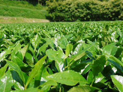 菊池水源茶　そろえて芽吹かせるための剪定作業　今年も有機栽培で育てます！_a0254656_19040963.jpg